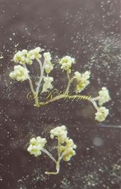  Stamen clusters